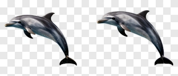 Dolphin Swimming In Ocean PNG