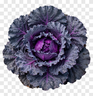 Purple Cabbage PNG