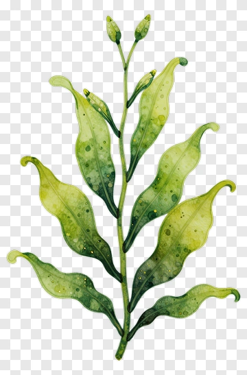 Colorful Leafy Plant PNG