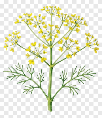 Yellow Flowering Dill Plant PNG