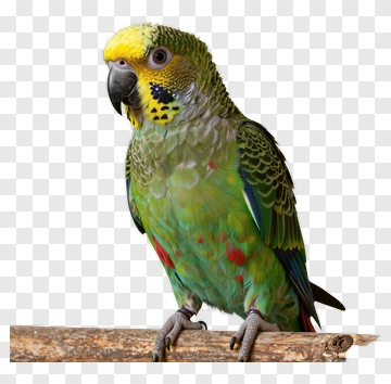 Colorful Parrot Perched On A Branch PNG