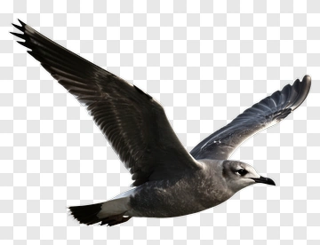 Seagull In Flight PNG