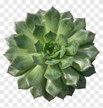 Succulent Plant With Green Leaves PNG