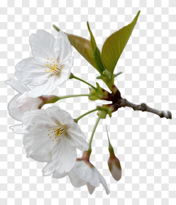 Cherry Blossom Branch With White Flowers PNG