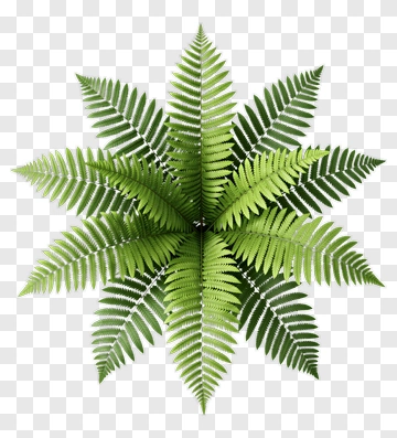 Green Fern Plant PNG