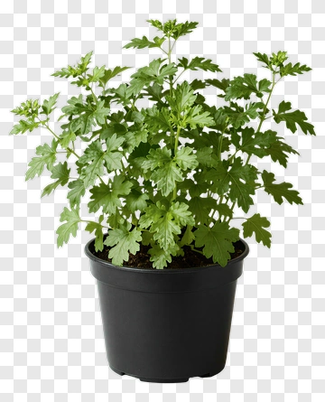 Green Potted Plant PNG