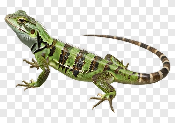 Green Lizard PNG