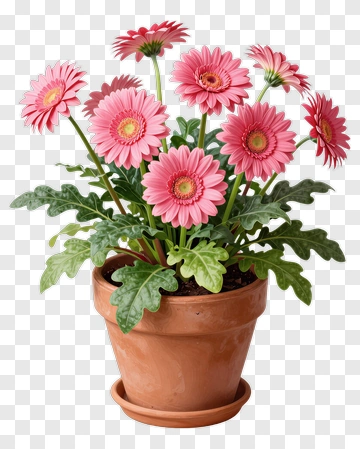 Flower Pot With Pink Gerbera Daisies PNG