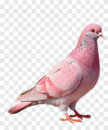 Pink Pigeon PNG