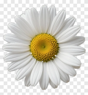 White Daisy Flower PNG