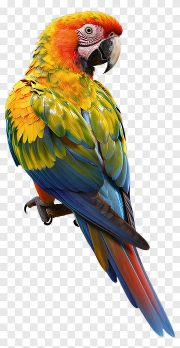 Colorful Macaw Parrot PNG