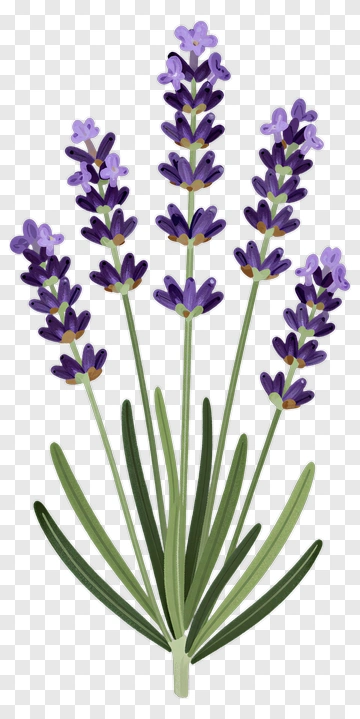 Lavender Flower Bouquet PNG