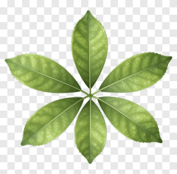 Green Leaf Arrangement PNG