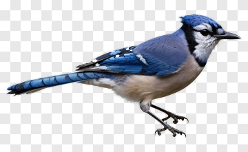Blue Jay Bird PNG