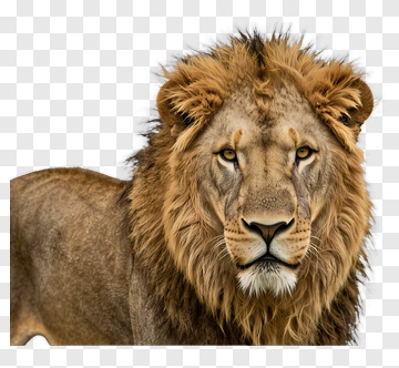 Lion With Majestic Mane PNG