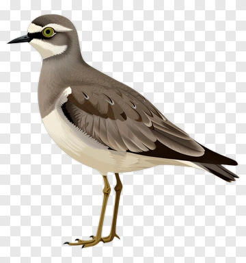 Illustration Of A Bird Standing PNG