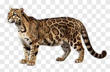 Realistic Leopard Standing In Profile PNG
