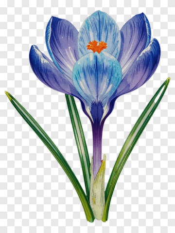 Colorful Crocus Flower PNG