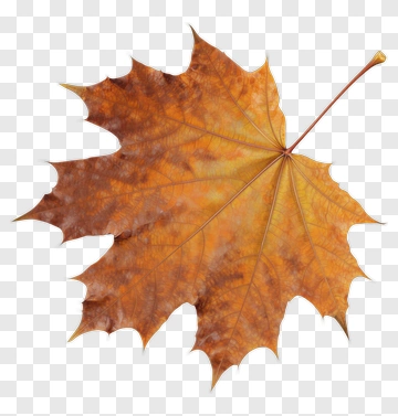 Autumn Maple Leaf PNG