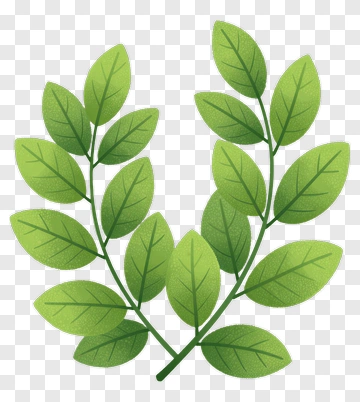 Green Leaf Branch PNG