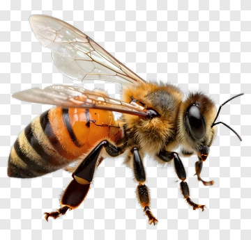 Realistic Honey Bee PNG