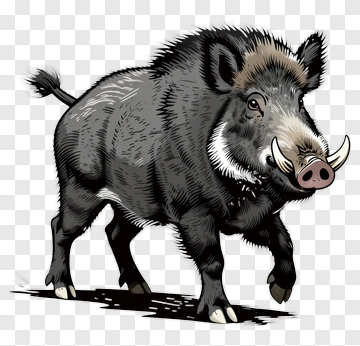 Wild Boar Running PNG