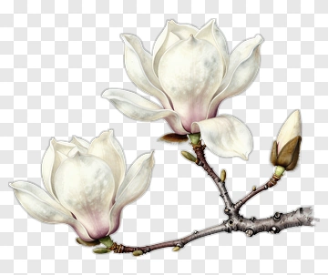 White Magnolia Flowers On Branch PNG