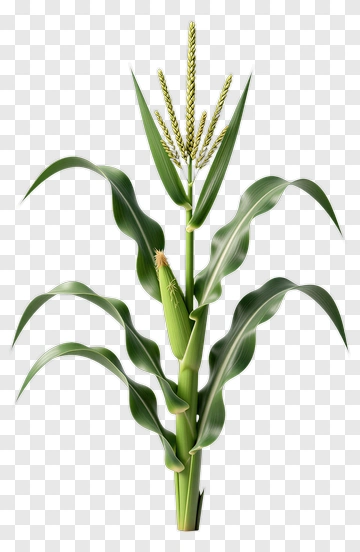 Corn Plant With Ears And Leaves PNG