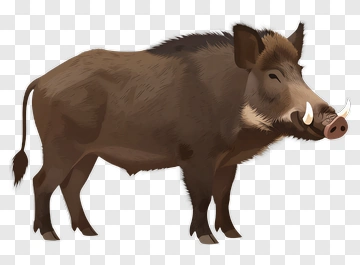 Wild Boar Illustration PNG