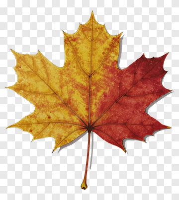Colorful Maple Leaf PNG