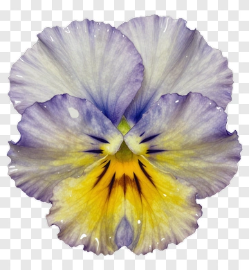 Purple And Yellow Pansy Flower PNG