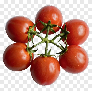 Cluster Of Red Tomatoes PNG