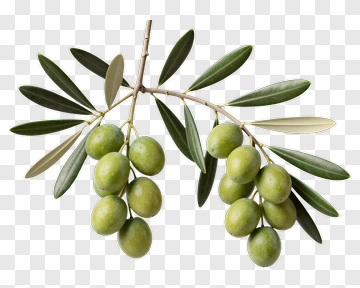 Olive Branch With Green Olives PNG