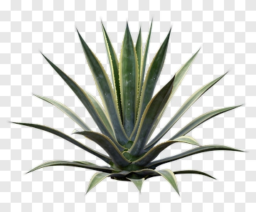 Agave Plant With Green Leaves PNG