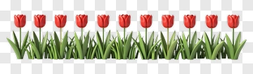 Row Of Red Tulips In Green Grass PNG