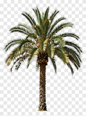 Palm Tree PNG