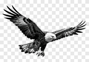 Eagle In Flight PNG