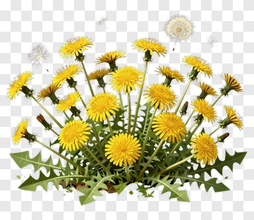 Dandelion Flowers In Bloom PNG