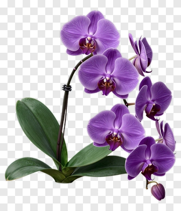 Purple Orchid Flower PNG