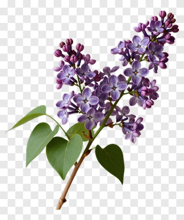 Lilac Flower Branch PNG