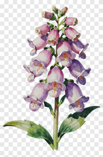 Watercolor Purple Flower PNG