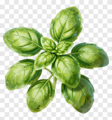 Fresh Basil Leaves PNG