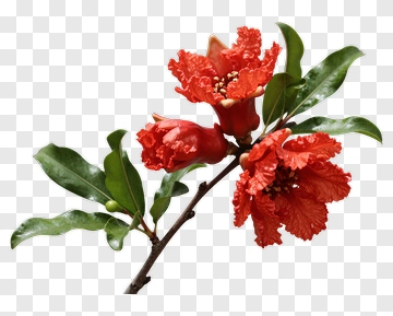 Red Flower With Green Leaves PNG