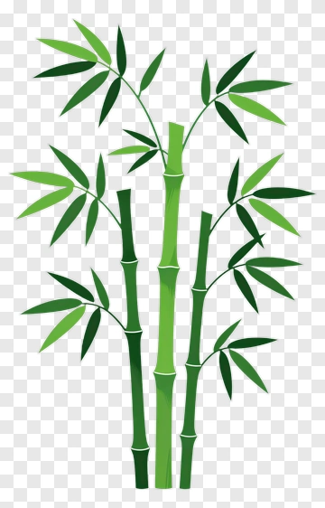 Bamboo Plant PNG