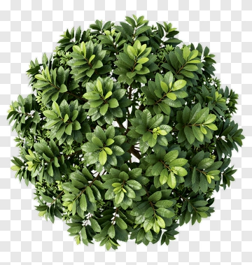 Green Tree PNG