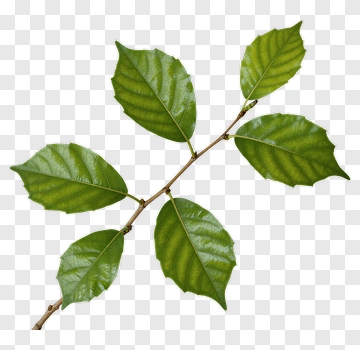 Green Leaf Branch PNG