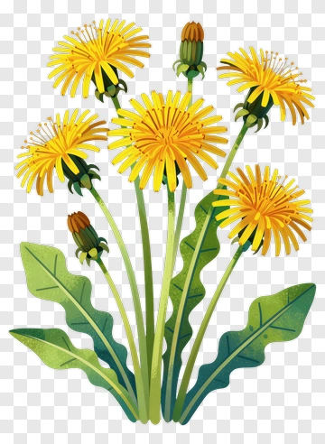Colorful Dandelion Flower Bouquet PNG