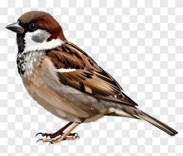 Sparrow Bird PNG