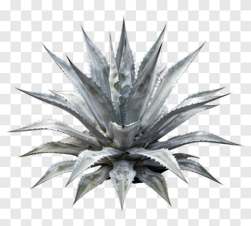 Agave Plant PNG