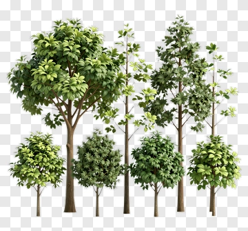 Collection Of Various Trees PNG